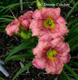 Spacecoast Dream Catcher